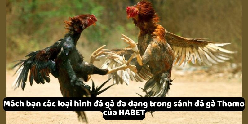 Mách bạn các loại hình đá gà đa dạng trong sảnh đá gà Thomo của HABET