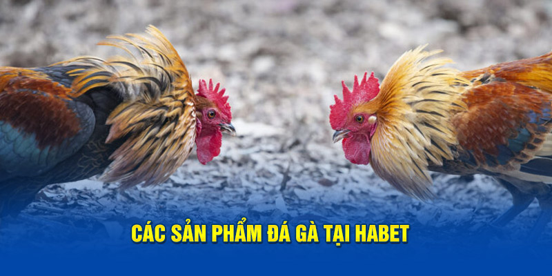 Các sản phẩm đá gà tại Habet