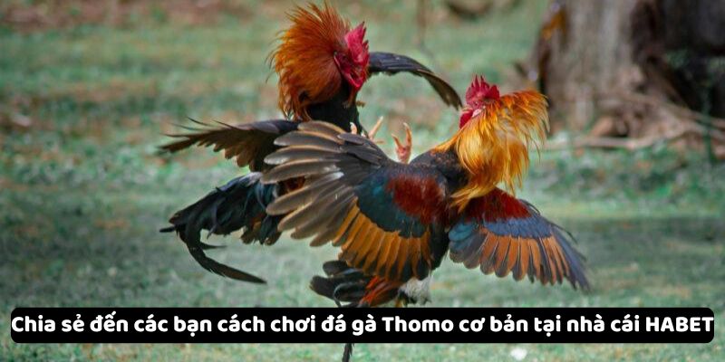 Đá Gà Thomo - Sảnh Chơi Đá Gà Trực Tuyến Hấp Dẫn Tại HABET