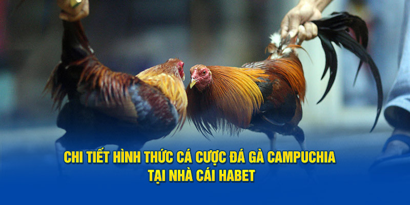 Chi Tiết Hình Thức Cá Cược Đá Gà Campuchia Tại Nhà Cái Habet