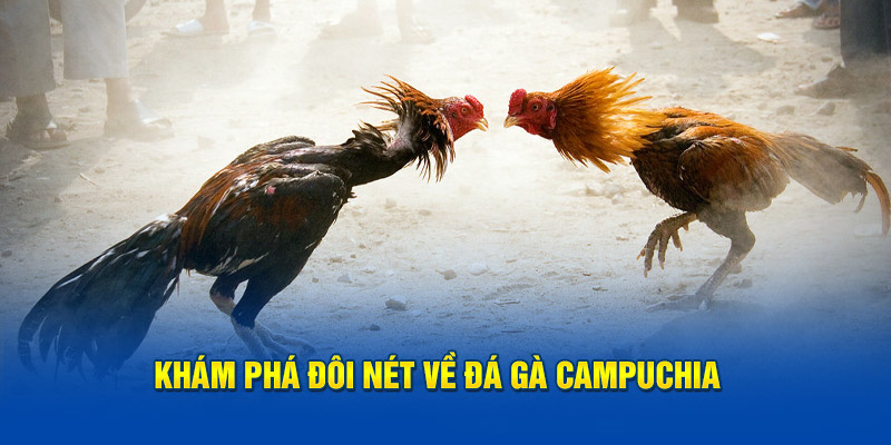 Khám phá đá gà Campuchia