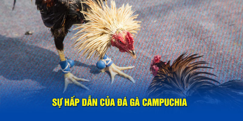 Sự hấp dẫn của đá gà Campuchia